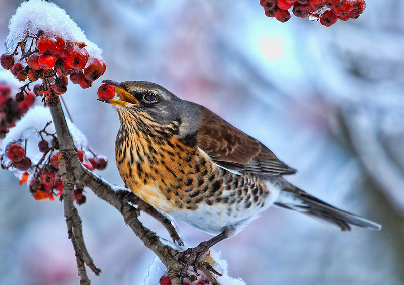 Thrush Eating Berries