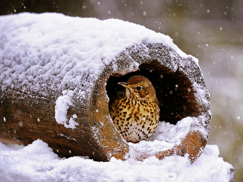 Thrush in Log