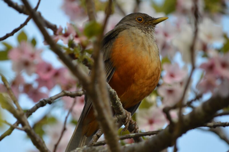 Thrush on a Branch