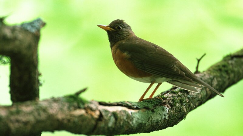 thrush on a mossy branch