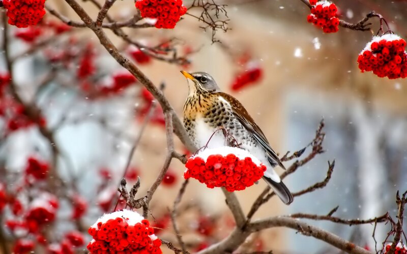 Thrush on Berry Branch