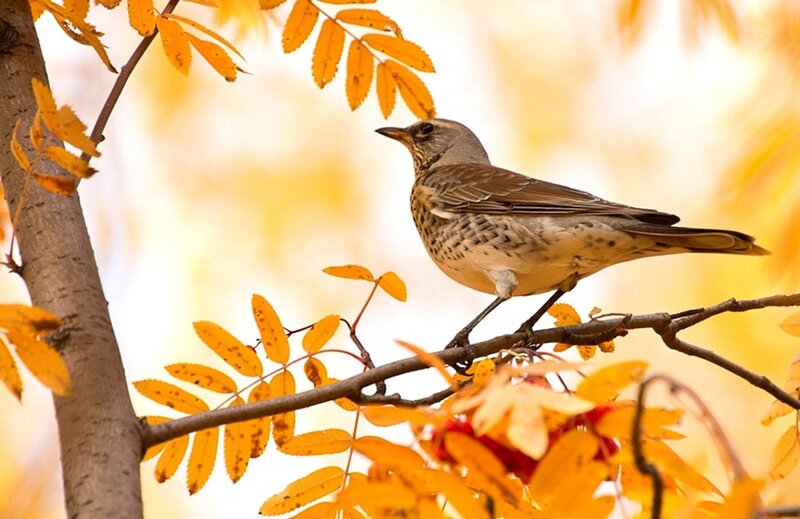 Thrush on Branch