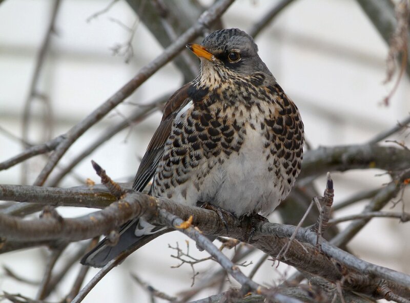 Thrush perched on a branch