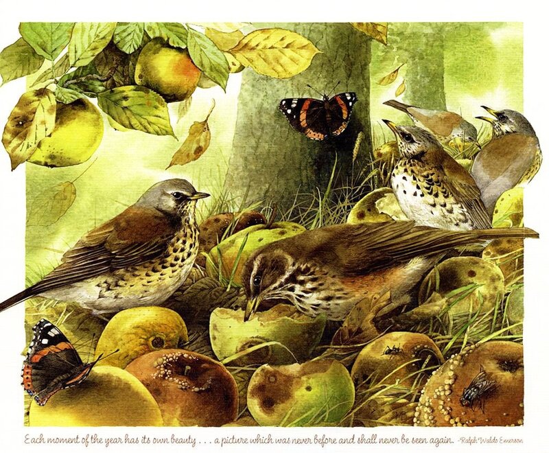 Thrushes Eating Apples