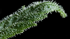 1600 stickypointmagazine