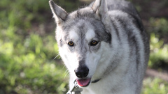 1915 contributing high