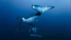 2010 Oceans want highres