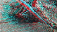3d anaglyph