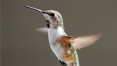 3d hummingbirds