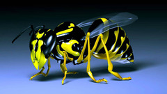 3d insects wasp bees