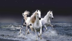 3D view Horses Photo