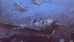 Abandoned plane undersea Sharks