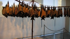 Aboriginal bat Art high