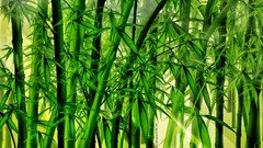 Abstract bamboo backgrounds forests