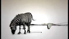 Abstract Birds zebras Desktopography