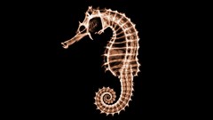 Abstract black background seahorses