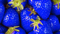 Abstract blue fruits strawberries