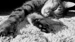 Abstract cats grayscale