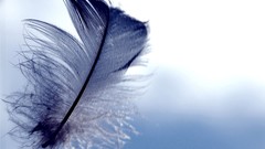 Abstract feathers