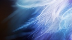 Abstract feathers