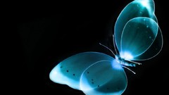 Abstract Fractals Butterflies