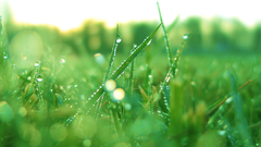 Abstract Green nature