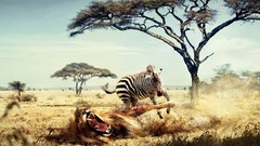 Abstract hunting Lions zebras