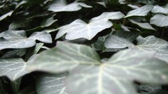 Abstract ivy artwork