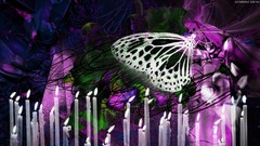 Abstract lights Butterflies