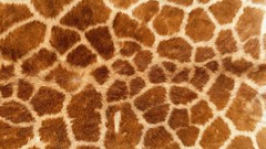 Abstract multicolor Textures Giraffes
