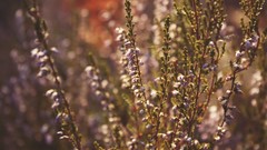 Abstract nature Plants