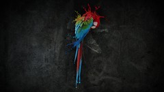 Abstract Parrots back Photo manipulation digital art