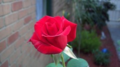 Abstract roses artwork