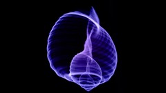 Abstract shell black background