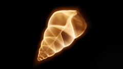 Abstract shell black background