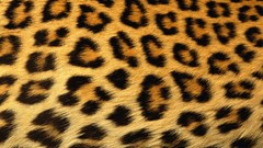 Abstract skin leopard print