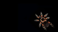 Abstract spiders tarentula black