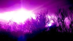 Abstract Trees purple