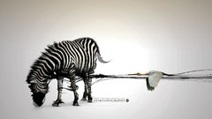 Abstract zebras Desktopography