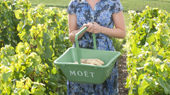 Actress Scarlett Johansson