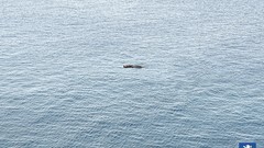 Advertisement artwork Viral