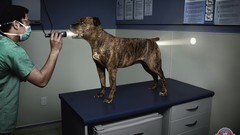 Advertisement artwork Viral