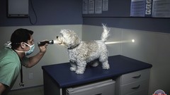 Advertisement artwork Viral