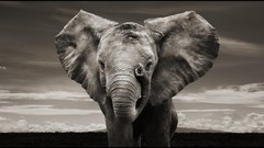 Advertisement elephants safari cityscapes surreal artwork