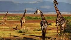 Advertisement Giraffes cityscapes surreal artwork