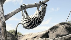 Advertisement zebras artwork Viral