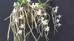 Aergs appendiculata high