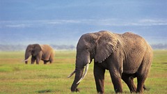 Africa Animals grass fields