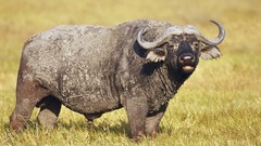Africa buffalo wildlife Wild Africa