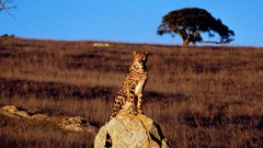 Africa cheetahs feline